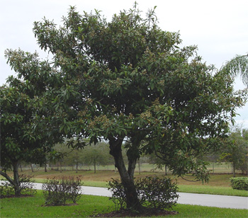 گوآوای معمولی